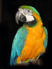 Blue Gold Macaw X Image